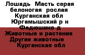 Лошадь. Масть серая, белоногая, рослая - Курганская обл., Юргамышский р-н, Фадюшино д. Животные и растения » Другие животные   . Курганская обл.